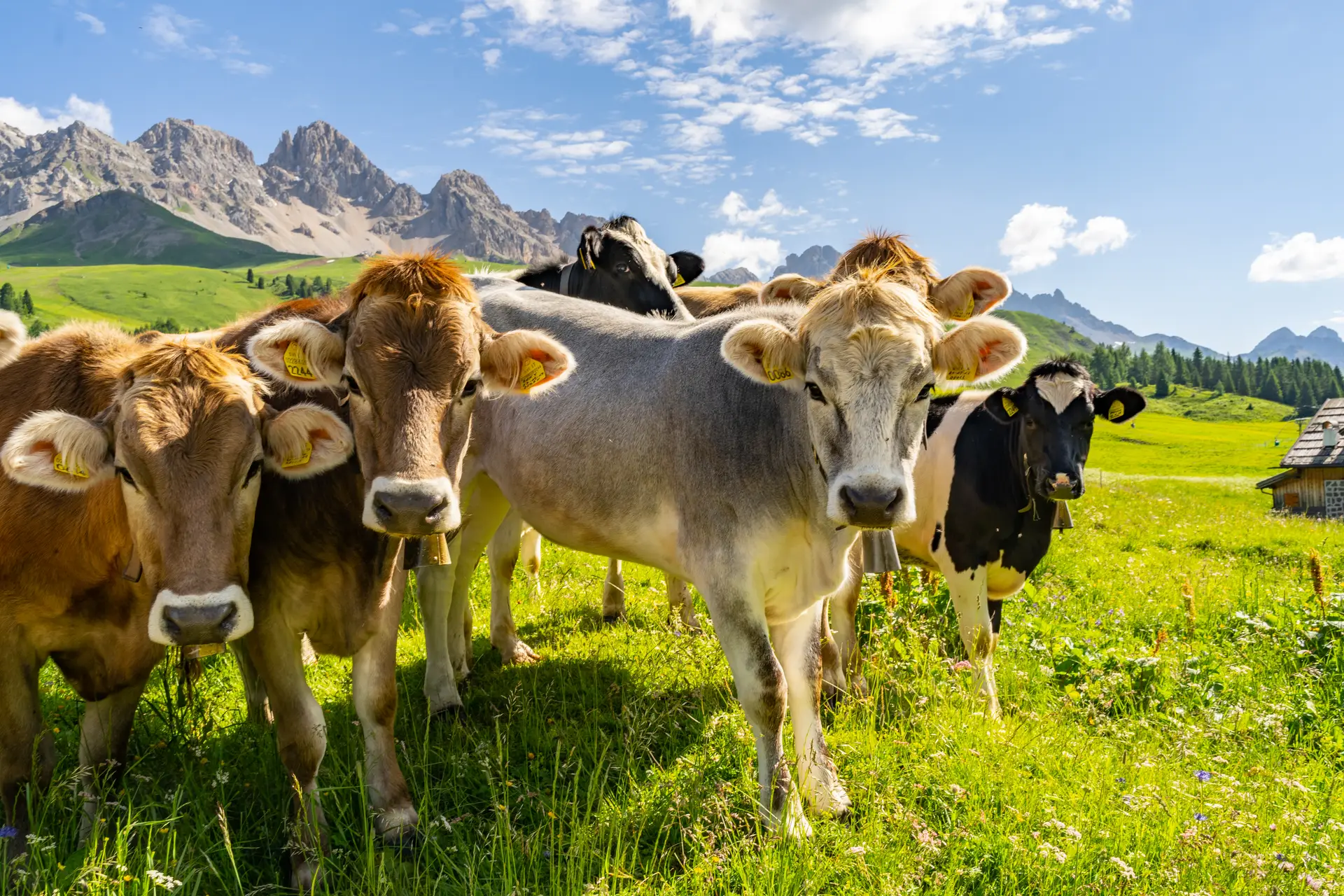 The Cattle Rally Continues - Blue Line Futures