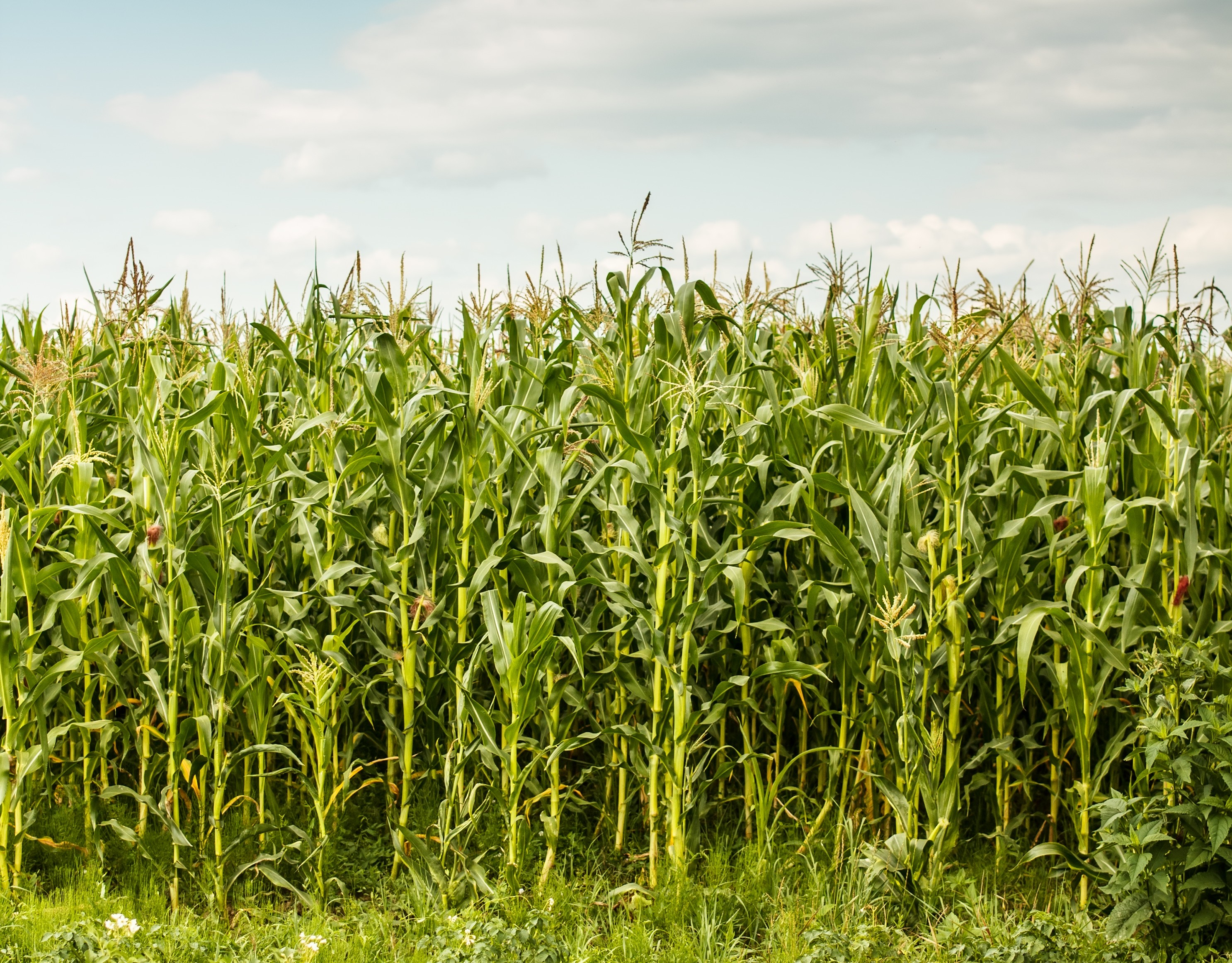 The Grain Rally Stalls at Midweek - Blue Line Futures