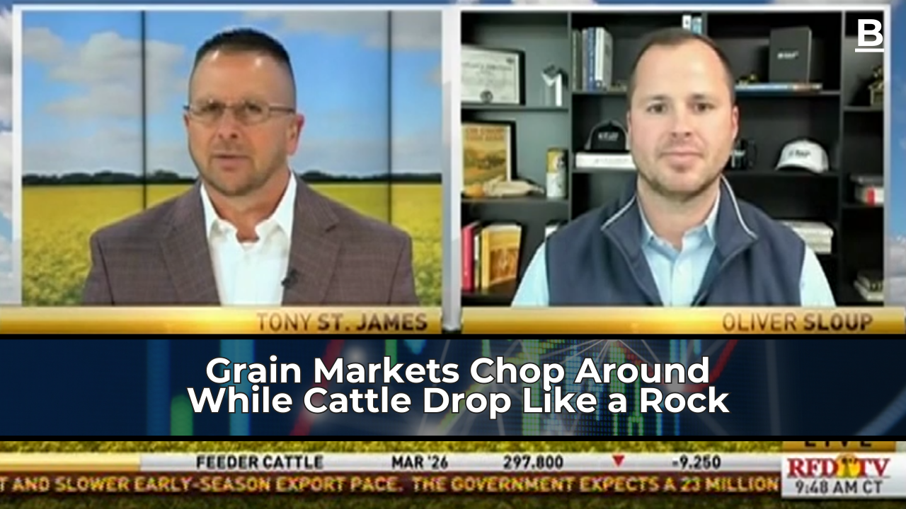 Grain Markets Chop Around While Cattle Drop Like a Rock - Blue Line Futures